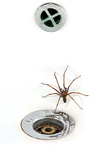 European common house spider (Tegenaria atrica) in washbasin / sink next to plug-hole, Belgium