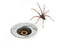 European common house spider (Tegenaria atrica)  in washbasin / sink next to plug-hole, Belgium