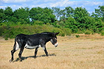 Grand Noir du Berry donkey (Equus asinus) in field, La Brenne, France