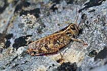 Italian locust (Calliptamus italicus) on rock, La Brenne, France