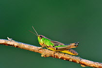 Meadow grasshopper (Chorthippus parallelus) on stalk, La Brenne, France