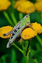 Meadow grasshopper (Chorthippus parallelus) on Tansy (Tanacetum vulgare) flowers, Belgium