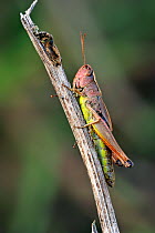 Meadow grasshopper (Chorthippus parallelus) pink colour morph, La Brenne, France