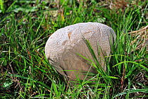 Mosaic puffball fungus (Handkea utriformis / Lycoperdon utriforme / Calvatia utriformis) in pasture, Belgium