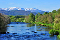 The River Spey near Aviemore with the Cairngorm mountains covered in snow in the background, near Aviemore, Highlands, Scotland, UK, May 2010
