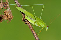 Sickle-bearing bush-cricket (Phaneroptera falcata), Belgium