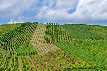 Vineyards at Dambach-la-Ville, Alsace, France