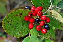 Wayfaring tree (Viburnum lantana) berries and leaves, Belgium
