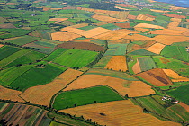 Aerial view of patchwork effect of farmland, near Scrabo, Newtownards, County Down, Northern Ireland, UK, September 2009