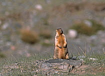 Grey / Altai Marmot (Marmota baibacina) standing  alert, Altai Mountains, Mongolia,