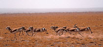 Herd of Black Tailed Gazelle (Gazella subgutturosa) running, Gobi Desert, Mongolia