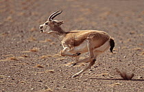 Black Tailed Gazelle (Gazella subgutturosa) male running, Gobi Desert, Mongolia