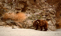 Gobi Bear (Ursus arctos gobiensis) foraging at base of cliff, Gobi National Park, Mongolia