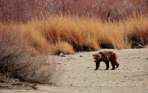 Gobi Bear (Ursus arctos gobiensis) foraging near an Oasis, Gobi National Park, Mongolia