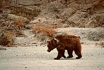 Gobi Bear (Ursus arctos gobiensis) foraging for food, Gobi National Park, Mongolia