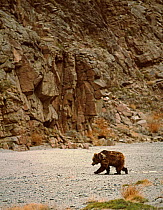 Gobi Bear (Ursus arctos gobiensis) foraging for food at the base of cliff, Gobi National Park, Mongolia
