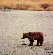 Gobi Bear (Ursus arctos gobiensis) portrait, standing, Gobi National Park, Mongolia