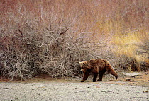 Gobi Bear (Ursus arctos gobiensis) foraging near an Oasis, Gobi National Park, Mongolia