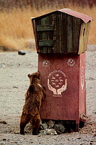 Gobi Bear (Ursus arctos gobiensis) standing against feeding station, Gobi National Park, Mongolia