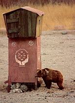 Gobi Bear (Ursus arctos gobiensis) at feeding station, Gobi National Park, Mongolia