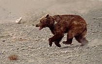 Gobi Bear (Ursus arctos gobiensis) running in desert habitat, Gobi National Park, Mongolia