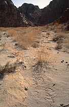 Gobi Bear (Ursus arctos gobiensis) paw prints / tracks in desert sand, Gobi National Park, Mongolia