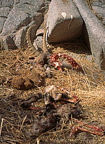 Siberian Ibex (Capra ibex) carcass eaten by Snow Leopard (Panthera unicia) Gobi National Park, Mongolia