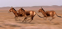 Three Asiatic Wild Ass (Equus hemionus) running, Gobi National Park, Mongolia