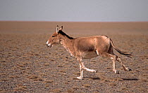Asiatic Wild Ass (Equus hemionus) running, Gobi National Park, Mongolia