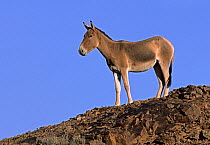 Asiatic Wild Ass (Equus hemionus) portrait, standing against blue sky, Gobi National Park, Mongolia