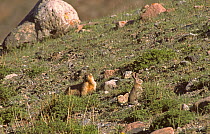 Altai Marmot (Marmota baibacina) and Tolai Hare (Lepus capensis tolai) Altai, Mongolia