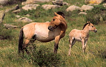Two Przewalski's  / Takhi Horses (Equus ferus prezewalski) female standing with foal, Hustai Nuru National Park, Mongolia