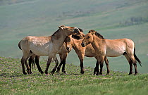 Small herd of Przewalski's  / Takhi Horses (Equus ferus prezewalski) standing together on open grassland, Hustai Nuru National Park, Mongolia