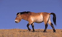 Male Przewalski's / Takhi Horses (Equus ferus prezewalski) standing against blue sky, Hustai Nuru National Park, Mongolia