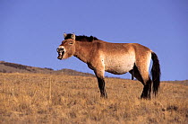 Male Przewalski's / Takhi Horses (Equus ferus prezewalski) standing against blue sky, and calling. Hustai Nuru National Park, Mongolia