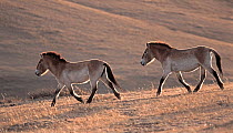 Two Przewalski's / Takhi Horses (Equus ferus prezewalski) running down hill, Hustai Nuru National Park, Mongolia