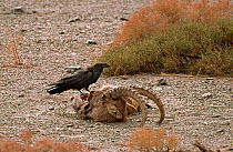 Raven (Corvus corax) feeding on Siberian Ibex (Capra ibex) decapitated head, Gobi National Park, Mongolia
