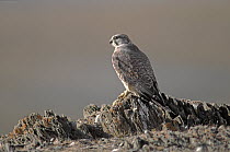 Saker Falcon (Falco cherrug) perched on rocks, Altai Mountains, Mongolia