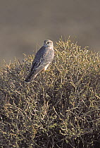 Saker Falcon (Falco cherrug) perched in top of tree, Altai Mountains, Mongolia
