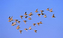Flock of Pallas's Sandgrouse (Syrrhaptes paradoxus) in flight against blue sky, Gobi National Park, Mongolia