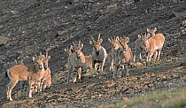 Group of male Siberian Ibex, (Capra ibex) Altai Mountains, Mongolia