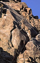 Male Siberian Ibex (Capra ibex) climbing rock face, Altai Mountains, Gobi National Park, Mongolia