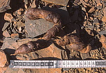 Snow Leopard (Panthera uncia) droppings / faeces   with tape measure for scale, Altai Mountains, Mongolia