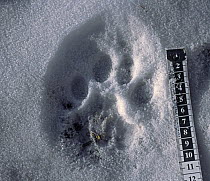 Snow Leopard (Panthera uncia) footprint / pug mark in snow, with tape measure for scale, Altai Mountains, Mongolia,
