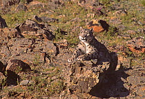 Wild female Snow Leopard (Panthera uncia) resting, camouflaged on rocky mountainside, at an altitude of 2500m, Altai mountains, Mongolia. July