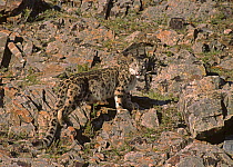 Wild female Snow Leopard (Panthera uncia) portrait, standing camouflaged on rocky mountainside, at an altitude of 2500m, Altai mountains, Mongolia. July . NB-This female probably has cubs: the fur aro...