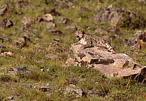 Wild female Snow Leopard (Panthera uncia) portrait, panting and resting on large rock, on grassy mountainside, at an altitude of 2500m, Altai mountains, Mongolia. July