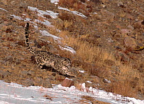 Wild male Snow Leopard (Panthera uncia) running down barren mountainside with snow covered patches, Altai mountains, Mongolia. February