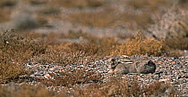 Tolai Hare (Lepus capensis tolai) lying camouflaged in desert scrub, Gobi Desert National Park, Mongolia
