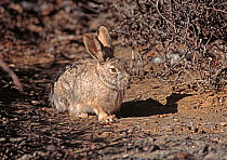 Tolai Hare (Lepus capensis tolai) sitting in desert scrub habitat, Gobi Desert National Park, Mongolia